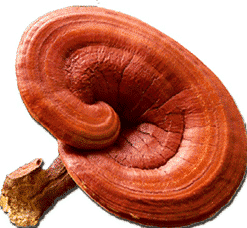 ganoderma coffee mushroom